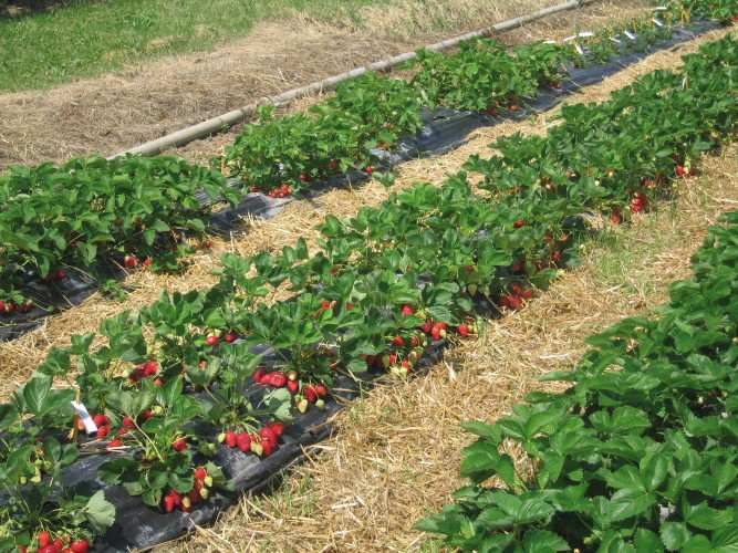 TELO PER PACCIAMATURA FORI SFALSATI Distanza fori cm. 40-40 H. cm. 120 Rotolo mtl. 50 FV56387 