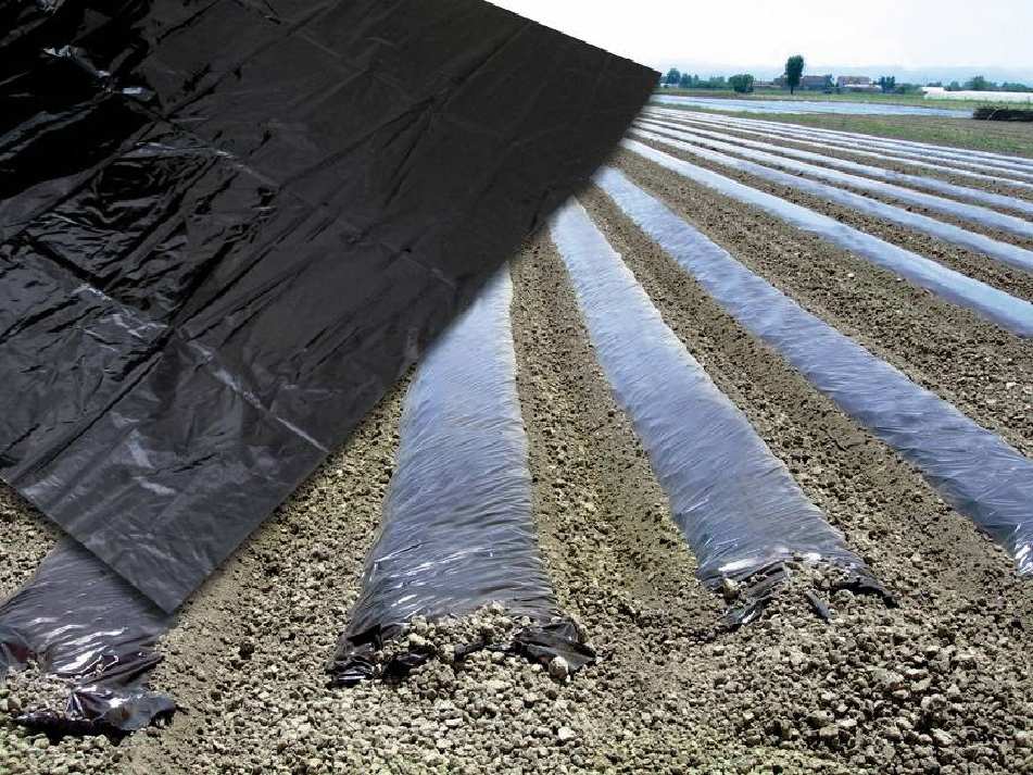 TELO PER PACCIAMATURA SENZA FORI H. cm. 120 Rotolo mtl. 50 FV56391 