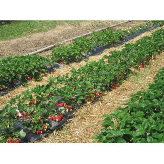 TELO PER PACCIAMATURA FORI SFALSATI Distanza fori cm. 40-40 H. cm. 120 Rotolo mtl. 50 FV56387 